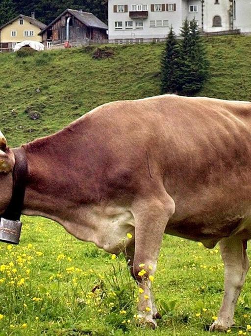 Auf einer Schweizer Alm steht eine Kuh mit einer Kuhglocke um den Hals und trotzt dem schlechten Wetter.