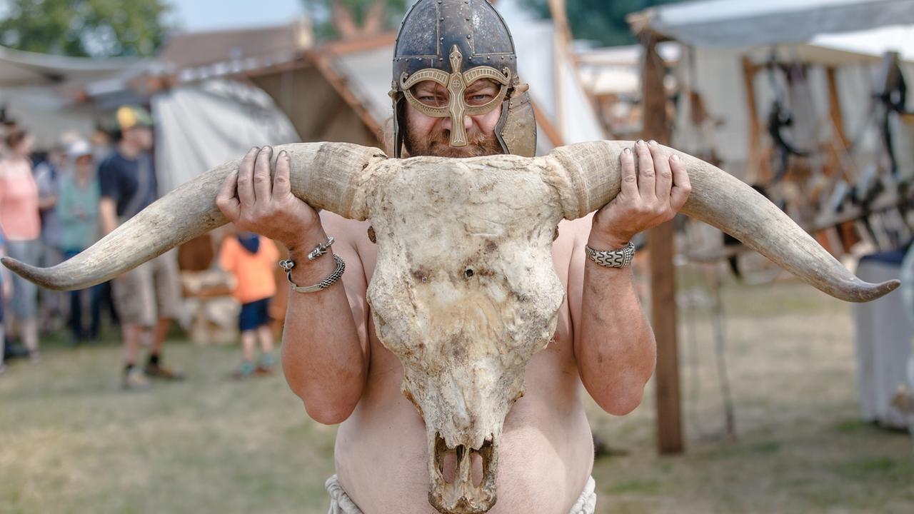 Ein Mann posiert als Wikinger-Hornschnitzer mit einem Rinderschädel in Schleswig Ein Mann posiert als Wikinger-Hornschnitzer mit einem Rinderschädel in Schleswig