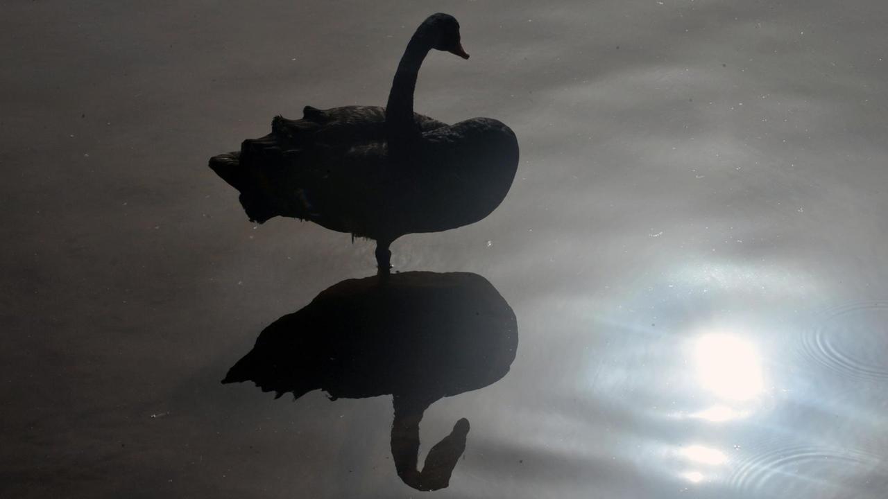 A black swan is seen at the zoo in Rabat, Morocco on July 11, 2012. AFP PHOTO / FADEL SENNA / AFP PHOTO / FADEL SENNA A black swan is seen at the zoo in Rabat, Morocco on July 11, 2012. AFP PHOTO / FADEL SENNA / AFP PHOTO / FADEL SENNA