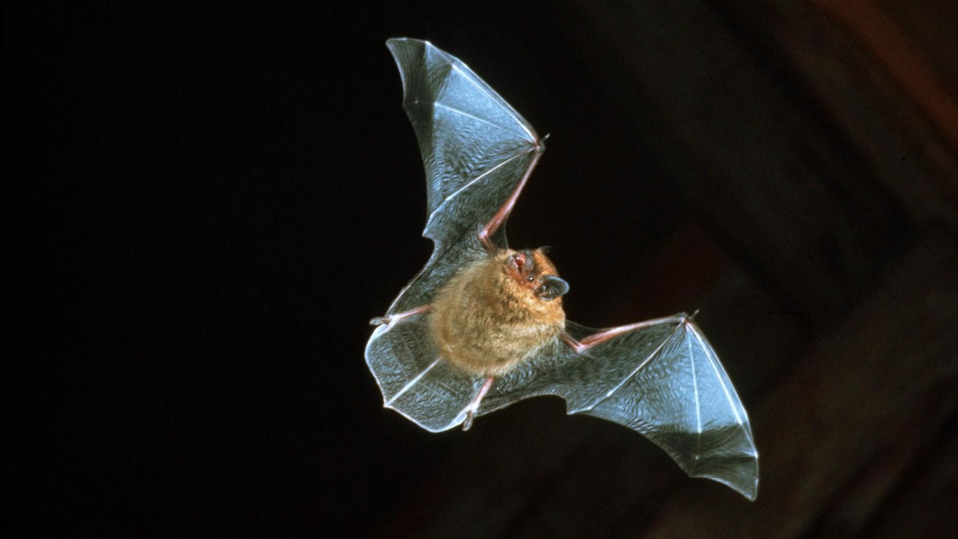 Zwergfledermaus im Flug Zwergfledermaus im Flug