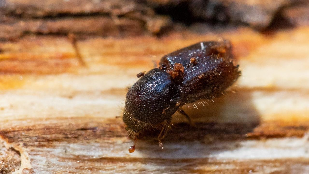 Ein Borkenkäfer sitzt auf einem Fichtenstamm im Reichswald. Zahlreiche Insekten fallen wie eine Plage über Bäume und Gärten her. Ein Borkenkäfer sitzt auf einem Fichtenstamm im Reichswald. Zahlreiche Insekten fallen wie eine Plage über Bäume und Gärten her.