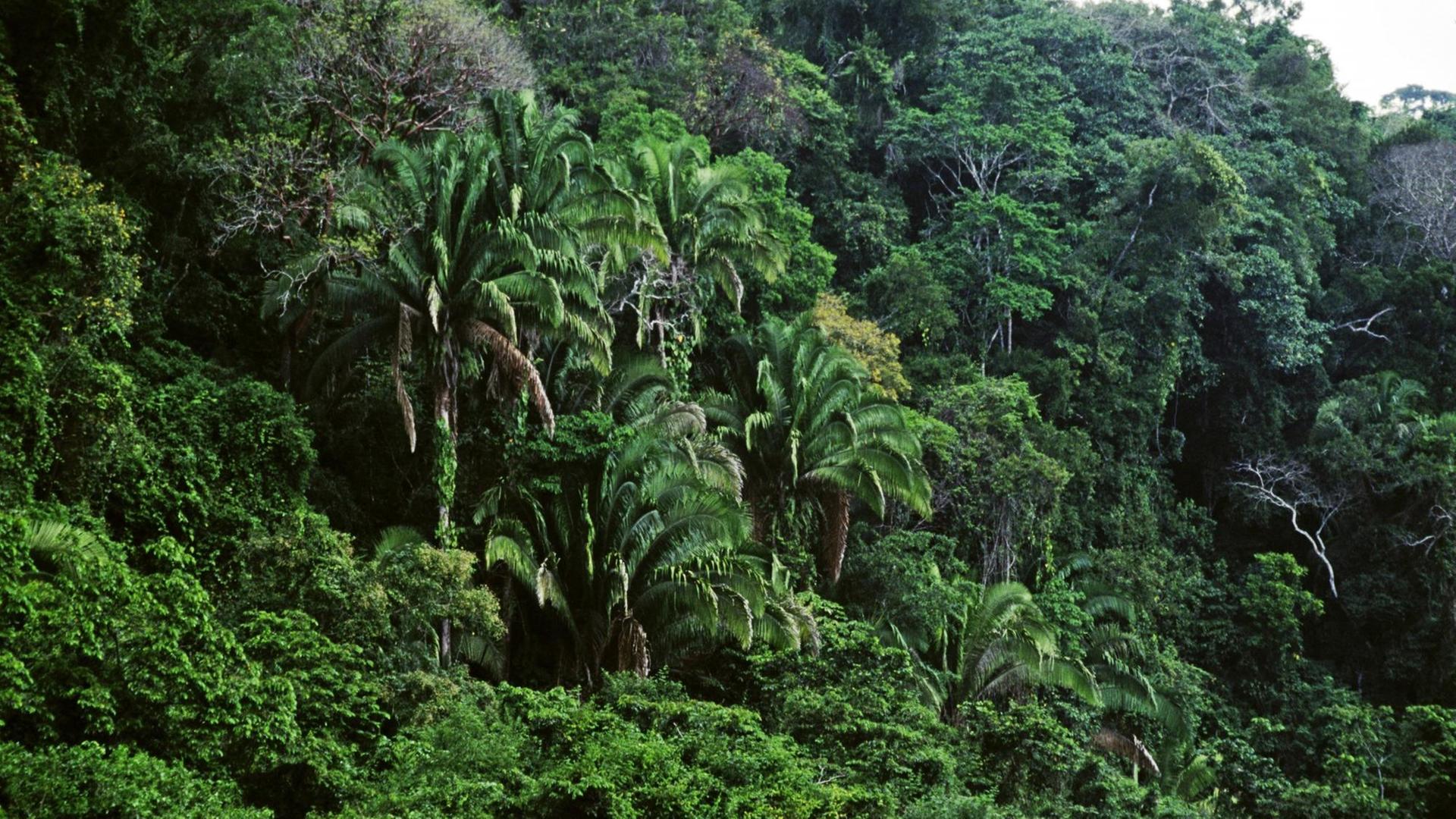 джунгли гватемалы