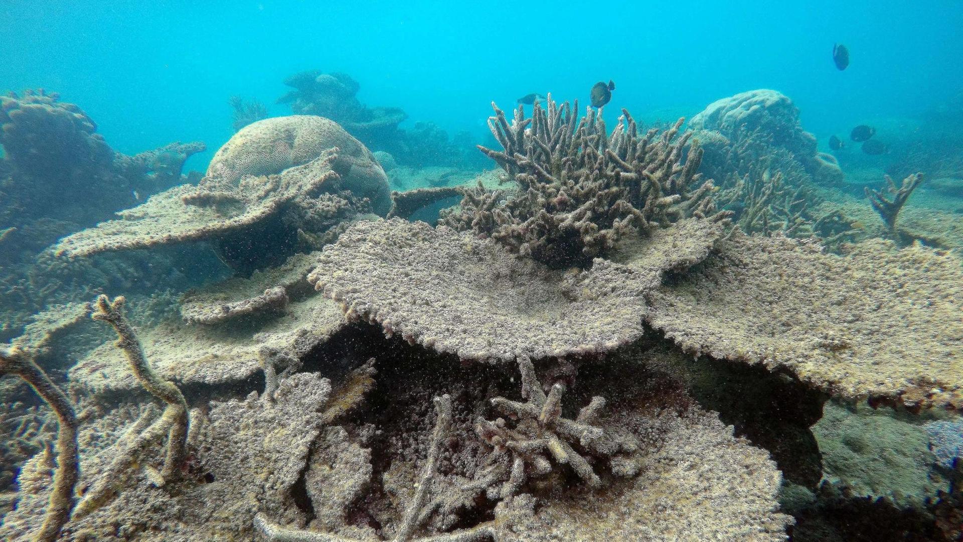 Eine Unterwasseraufnahme vom Great Barrier Reef in Australien. Zu sehen sind abgestorbene, graue Korallenbänke. Eine Unterwasseraufnahme vom Great Barrier Reef in Australien. Zu sehen sind abgestorbene, graue Korallenbänke.