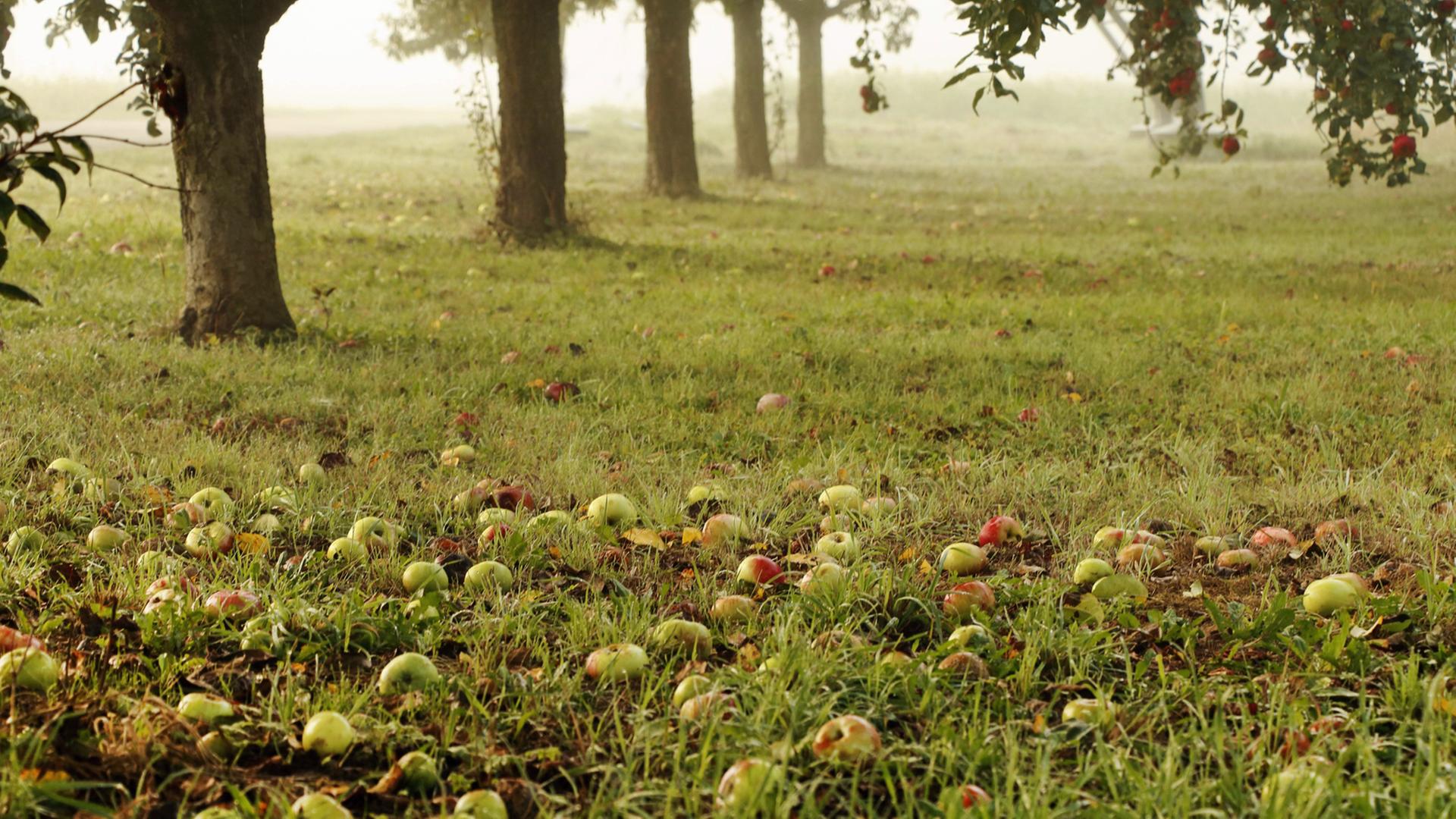 Äpfel liegen auf einer Streuobstwiese. Äpfel liegen auf einer Streuobstwiese.