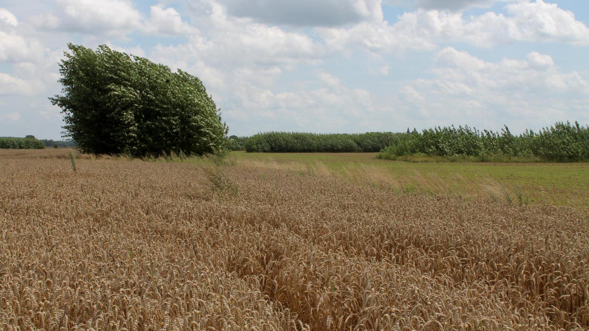 Im Vordergrund ein Getreidefeld, im Hintergrund Reihen mit jungen Bäumen. Ein schon größerer Baum steht schief im Wind. Im Vordergrund ein Getreidefeld, im Hintergrund Reihen mit jungen Bäumen. Ein schon größerer Baum steht schief im Wind.