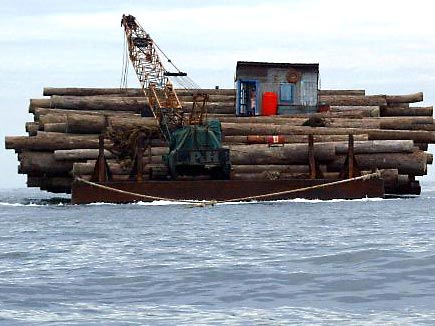 Illegal abgeholztes Troppenholz, Indonesien Illegal abgeholztes Troppenholz, Indonesien