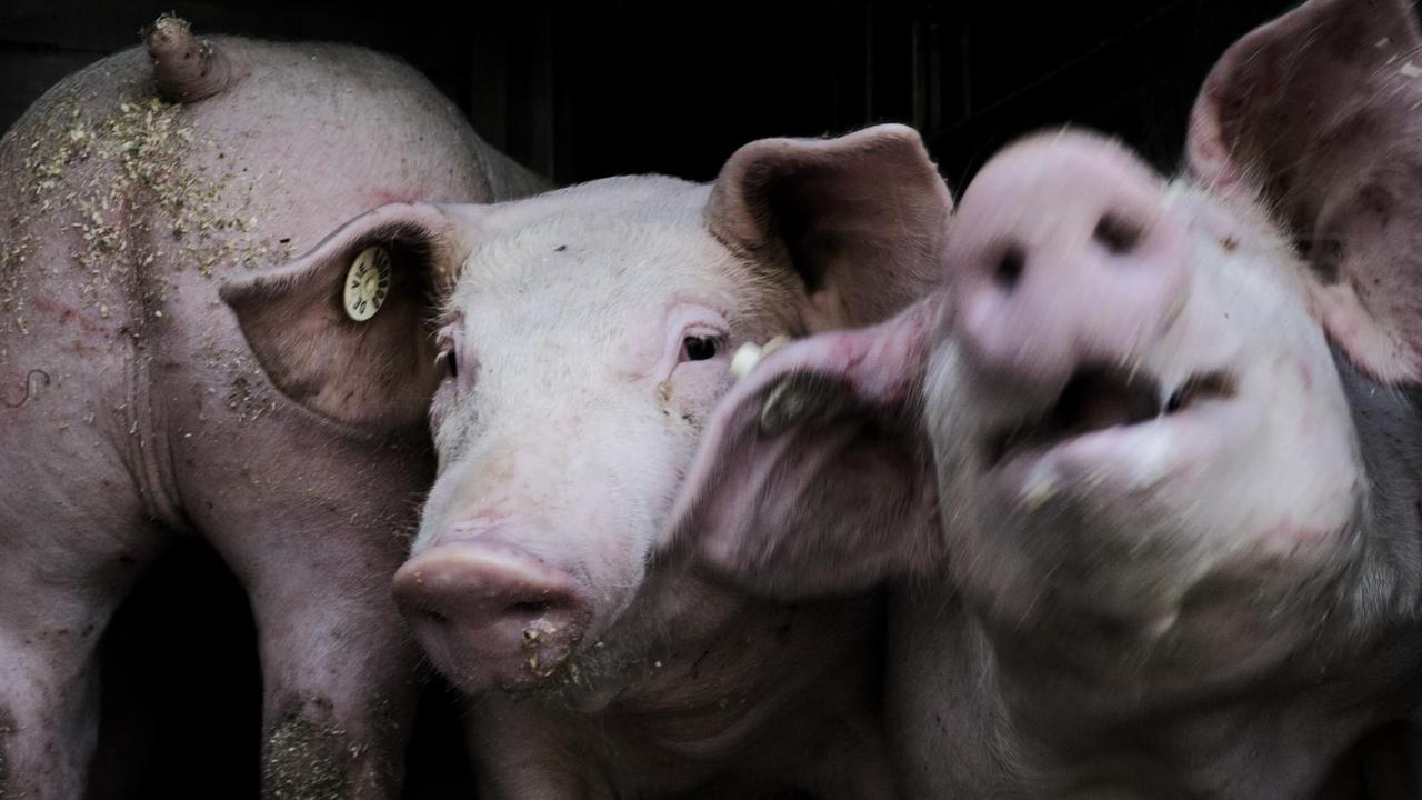 Schweine werden in einem Schweinetransporter zu einem Schlachthof in der Nähe von Grefrath transportiert. 