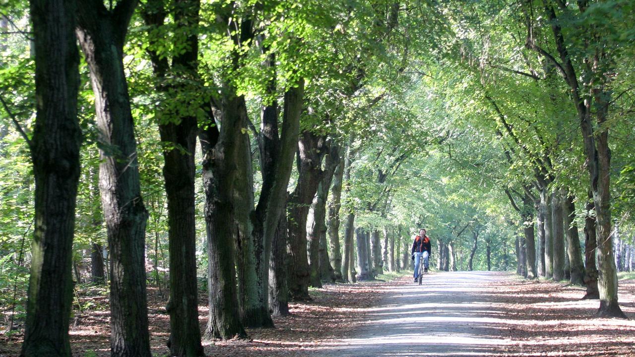 Ein Radfahrer fährt am 17.10.2011 durch den Grunewald in Berlin. Ein Radfahrer fährt am 17.10.2011 durch den Grunewald in Berlin.