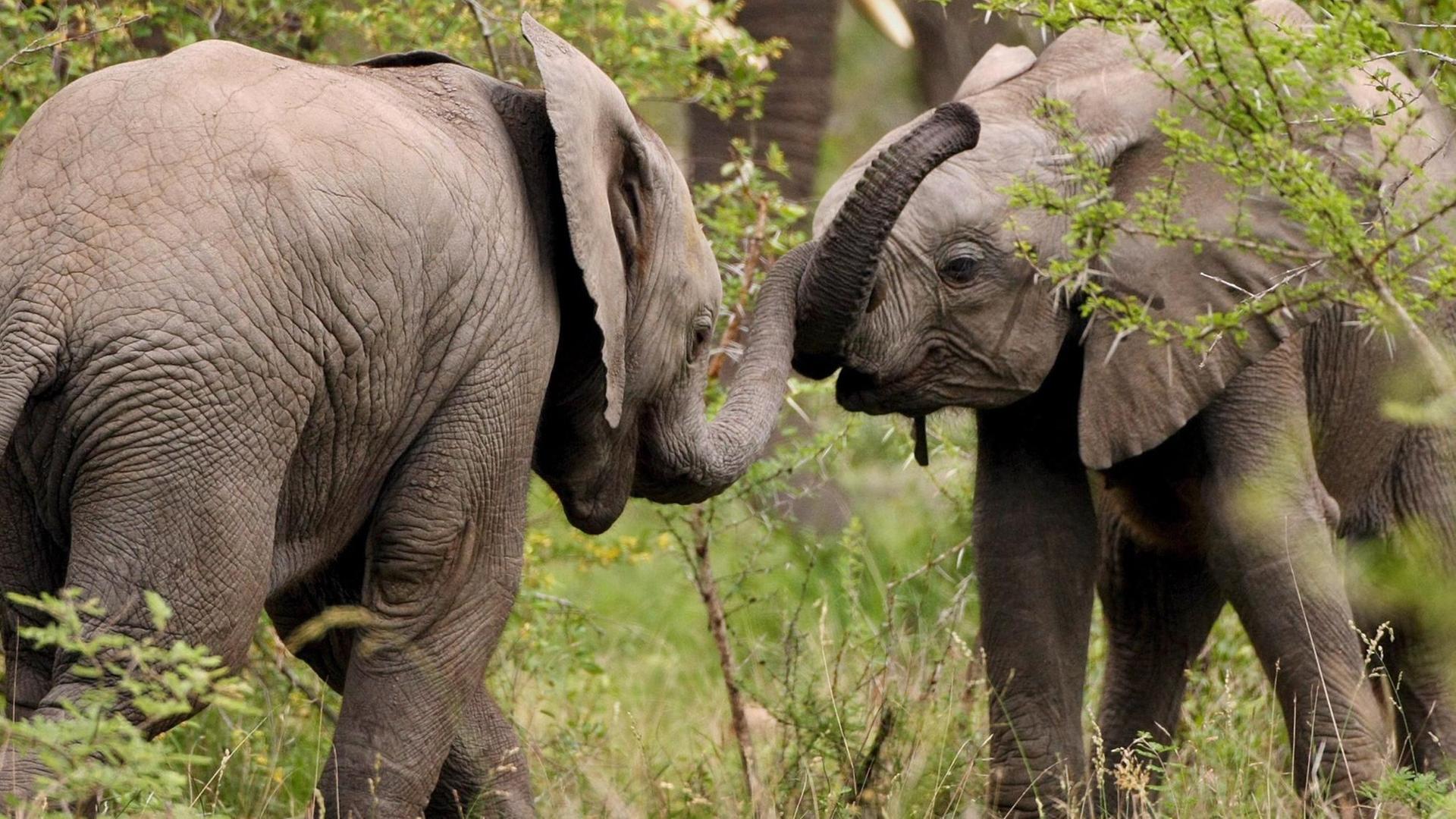 Zwei Baby-Elefanten gesehen und 2007 im Limpopo Transfrontier Park picture-alliance/ dpa | Jon_Hrusa