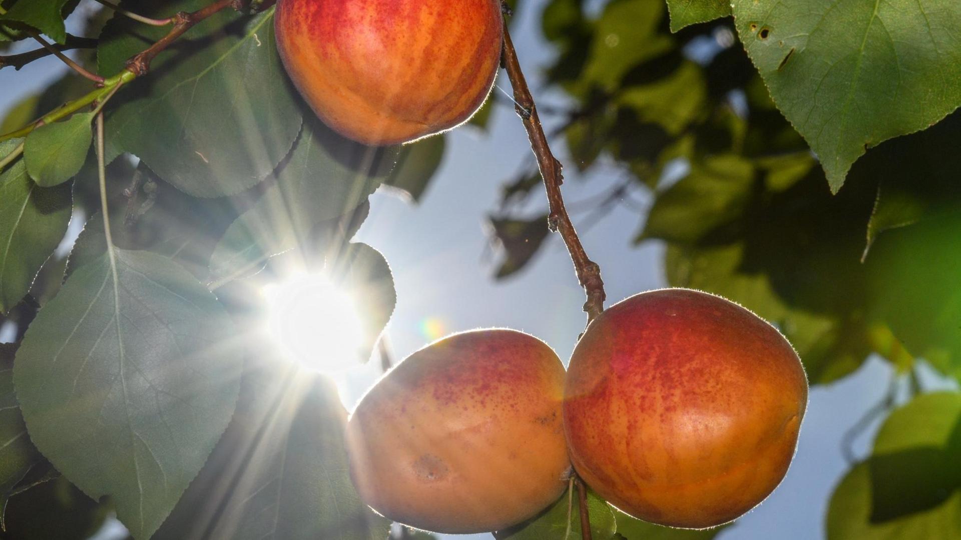 Reife Aprikosen hängen an einem Baum der Obstbauversuchsstation vom Landesamt für Ländliche Entwicklung, Landwirtschaft und Flurneuordnung in Müncheberg.
