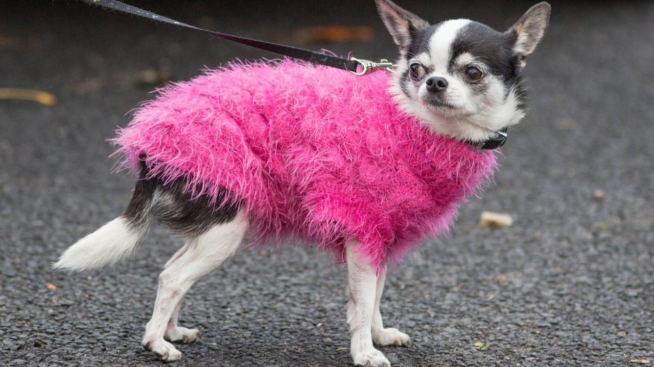 Chihuahua an einer Leine mit einem pinken Flokatimantel Themenbild, Symbolbild, Chihuahua mit Mantel,