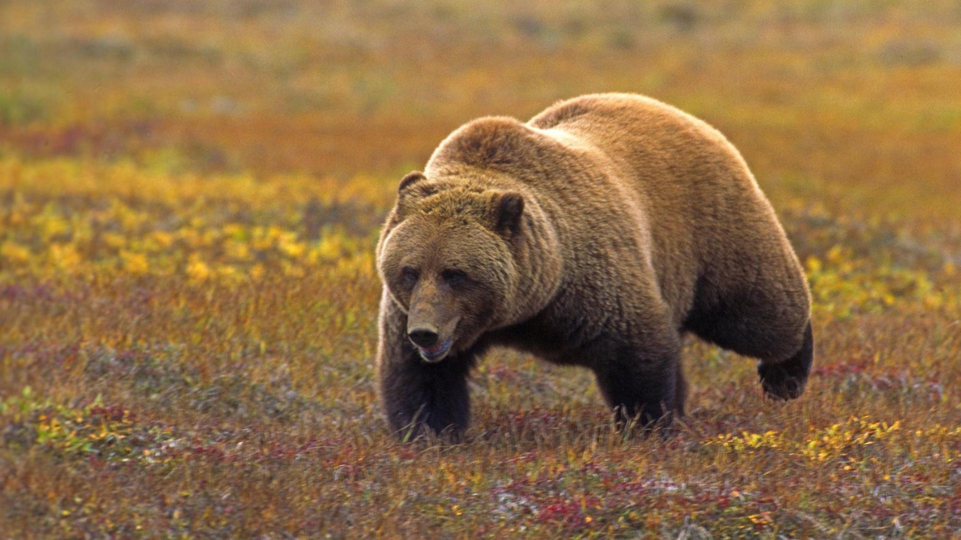 Ein Braunbär läuft durch die herbstlichen Tundra im Denali Nationalpark in Alaska. Ein Braunbär läuft durch die herbstlichen Tundra im Denali Nationalpark in Alaska.