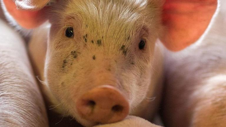 Schweinezuchtbetrieb in Nordwestmecklenburg - wenige Tage alten Ferkel liegen am 21.08.2014 in einer Box in den Abferkelställen der Tierzucht Gut Losten. Schweinezuchtbetrieb in Nordwestmecklenburg - wenige Tage alten Ferkel liegen am 21.08.2014 in einer Box in den Abferkelställen der Tierzucht Gut Losten.
