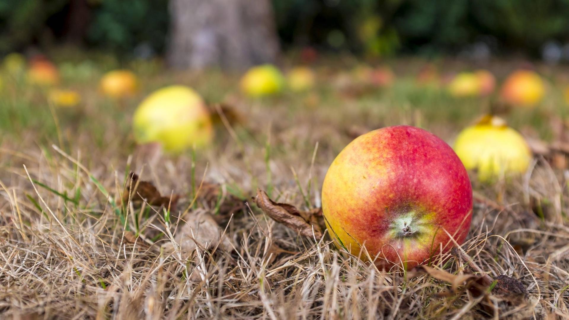 Ein roter Apfel liegt auf dem Boden, im Unschärfebereich dahinter sieht man, dass dort weitere Äpfel liegen. (Symbolbild) Ein roter Apfel liegt auf dem Boden, im Unschärfebereich dahinter sieht man, dass dort weitere Äpfel liegen. (Symbolbild)
