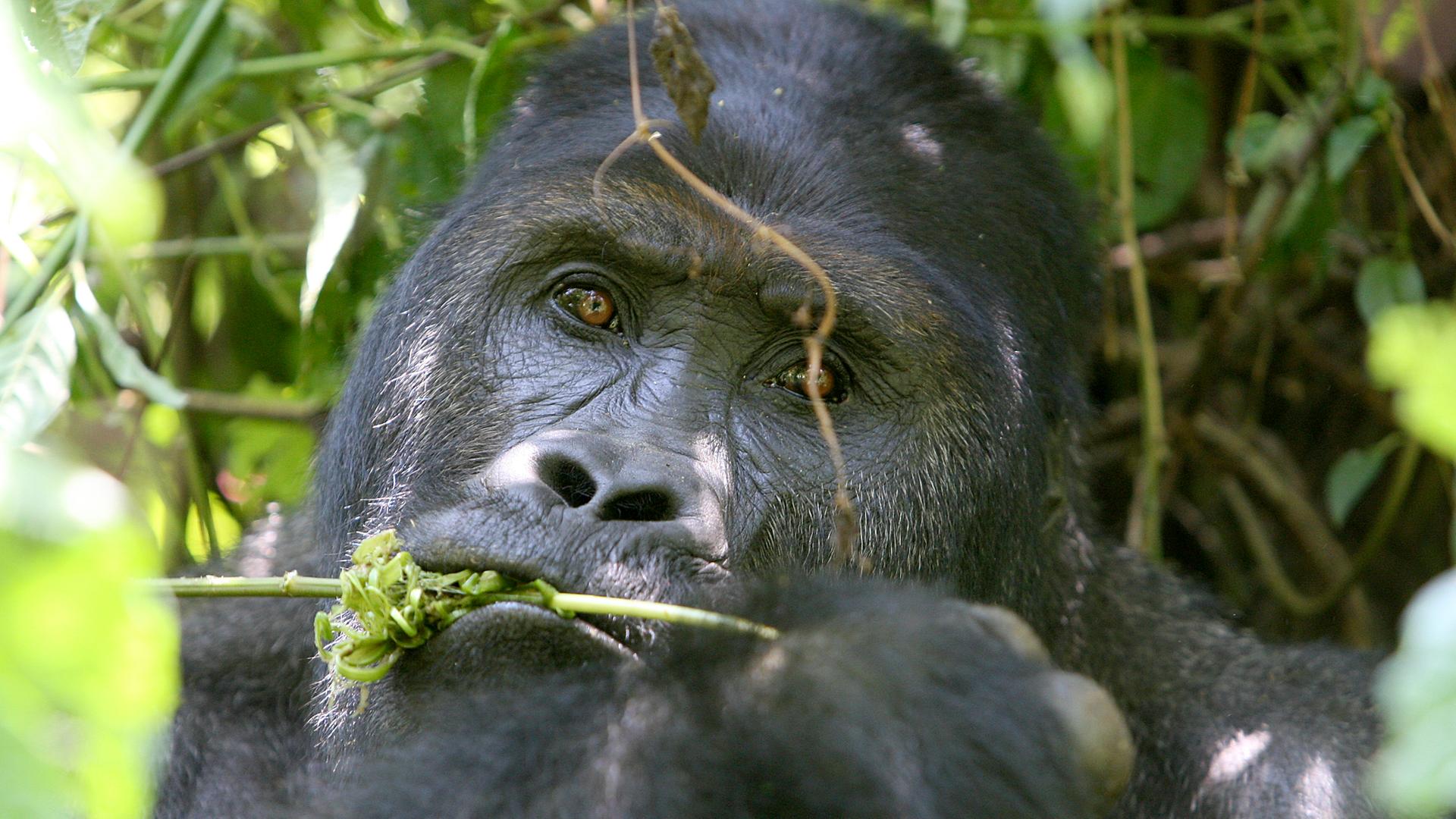 Ein Berggorilla im kongolesischen Urwald Ein Berggorilla im kongolesischen Urwald