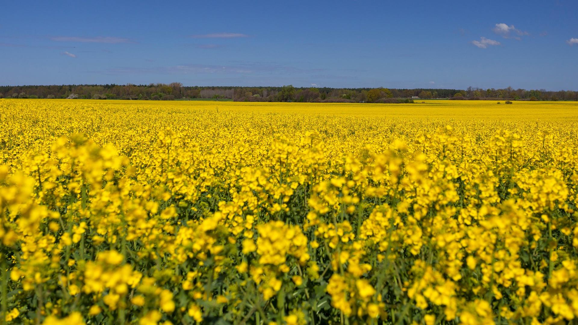 Ein blühendes Rapsfeld unter strahlend blauem Himmel Ein blühendes Rapsfeld unter strahlend blauem Himmel