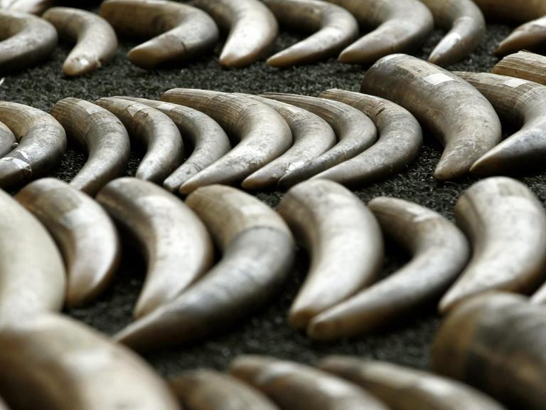 Thailändische Fahnder präsentieren in Bangkok konfiszierte Stoßzähne von afrikanischen Elefanten.