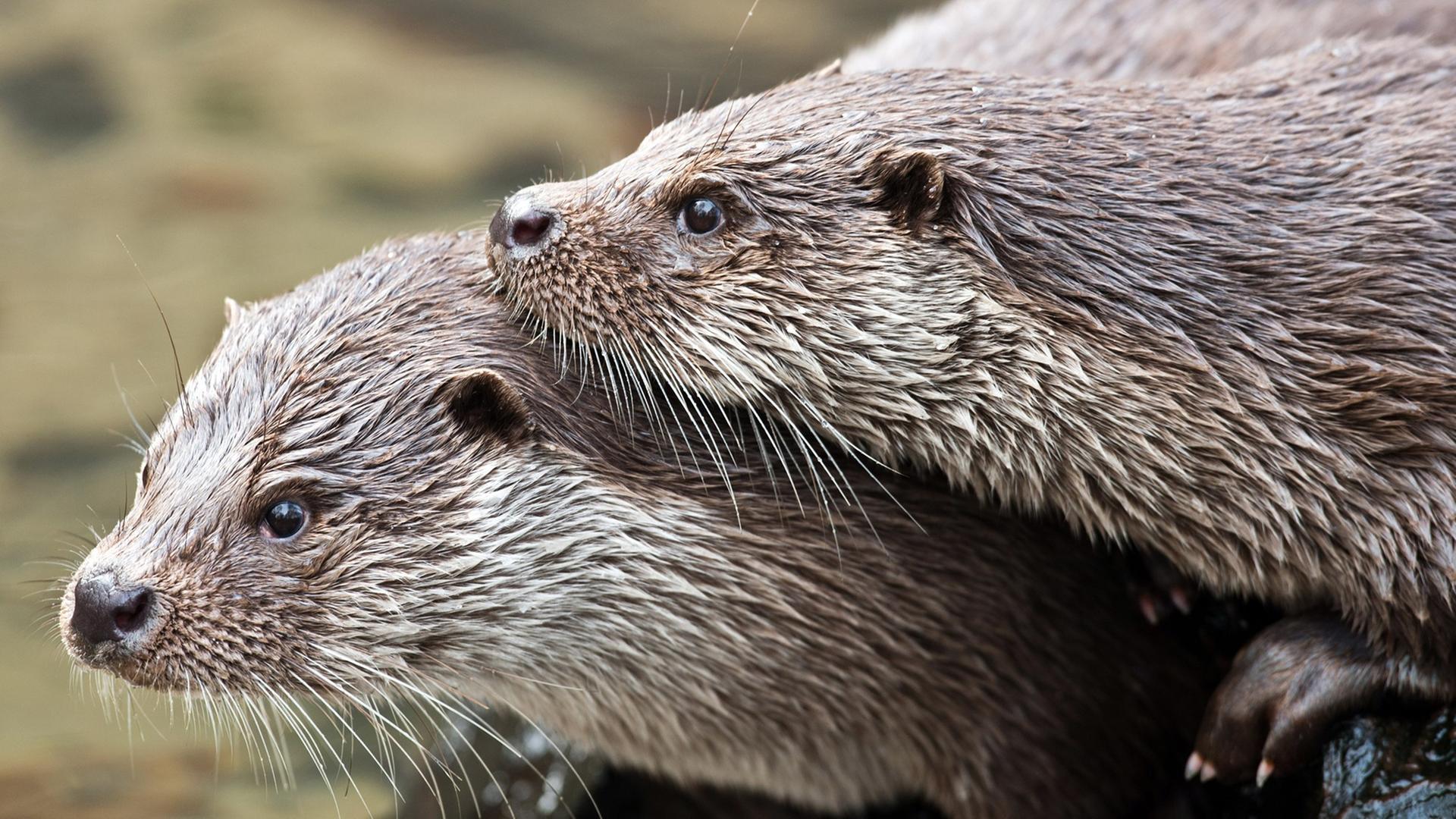 Zwei Fischotter in ihrem Gehege im Tierpark Kunsterspring der Fontanestadt Neuruppin (Brandenburg). Zwei Fischotter in ihrem Gehege im Tierpark Kunsterspring der Fontanestadt Neuruppin (Brandenburg).