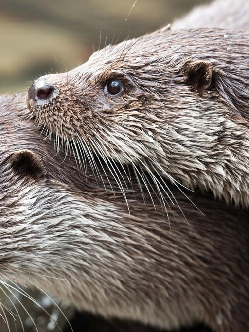 Hier nicht auf offener Straße - sondern in einem Brandenburger Tierpark: zwei Fischotter.