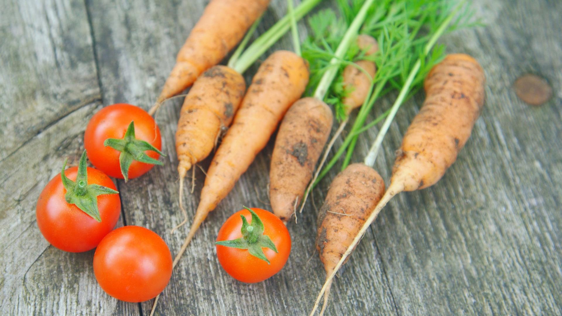 Frisch geerntete Cocktailtomaten und junge Möhren Frisch geerntete Cocktailtomaten und junge Möhren