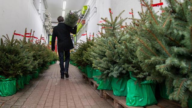 Ein junger Mann trägt am 08.12.2016 in Hamburg einen verpackten Weihnachtsbaum auf den Schultern. (Gestellte Szene)