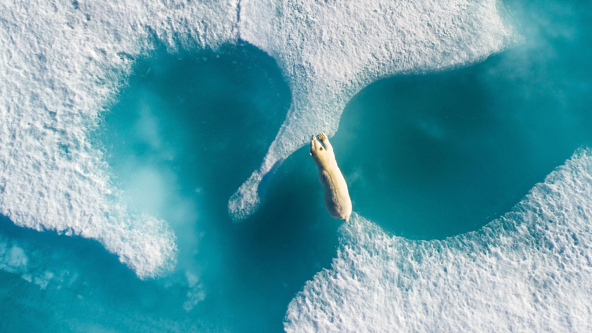 Ein Eisbär klettert in der Arktis von Eis zu Eis. Ein Eisbär klettert in der Arktis von Eis zu Eis.