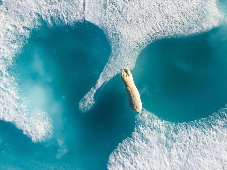 Ein Eisbär klettert in der Arktis von Eis zu Eis.