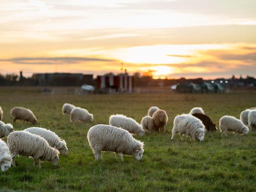 Schafe grasen im Licht der untergehenden Sonne auf dem Tempelhofer Feld.