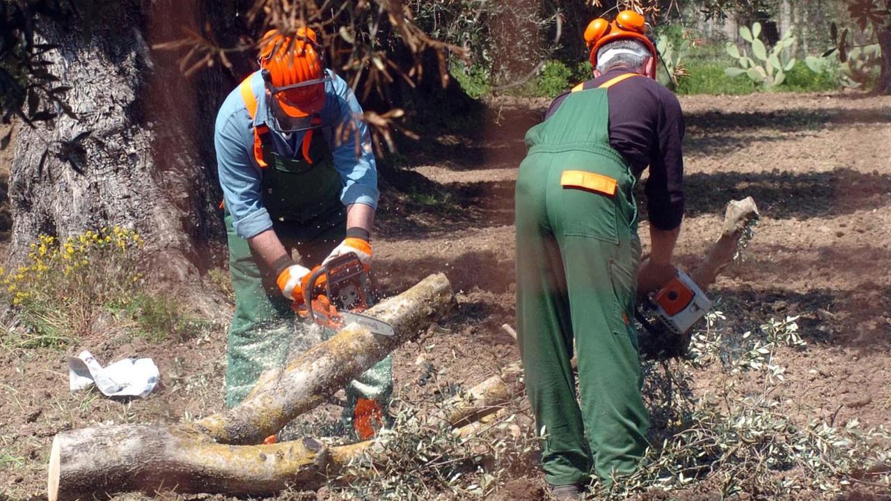 Arbeiter fällen einen Olivenbaum, der mit dem Bakterium Xylella infiziert ist Arbeiter fällen einen Olivenbaum, der mit dem Bakterium Xylella infiziert ist
