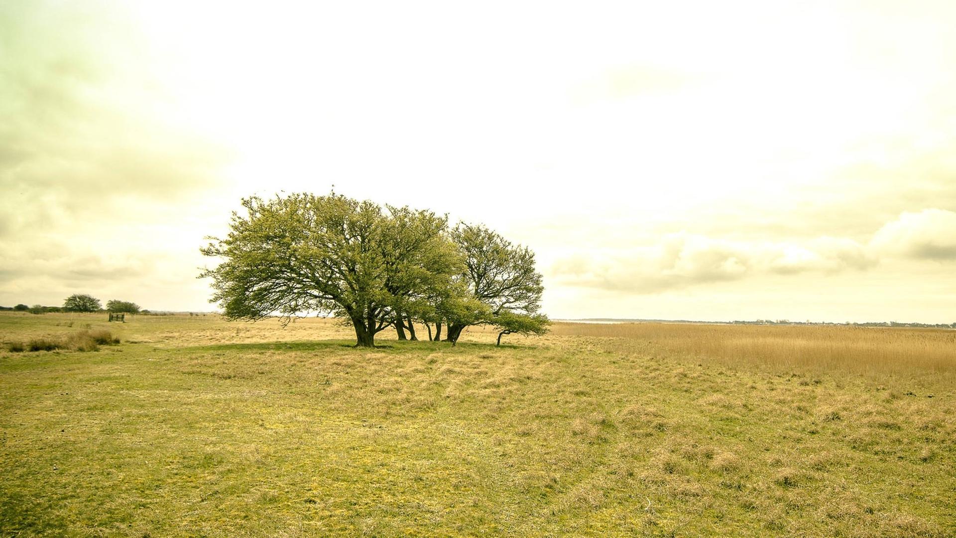 Die Landschaft der Insel Hiddensee in Mecklenburg-Vorpommern. Die Landschaft der Insel Hiddensee in Mecklenburg-Vorpommern.