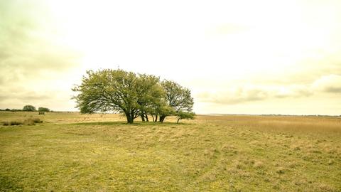 Ein Feld mit einem Baum auf der Insel Hiddensee in Mecklenburg-Vorpommern.