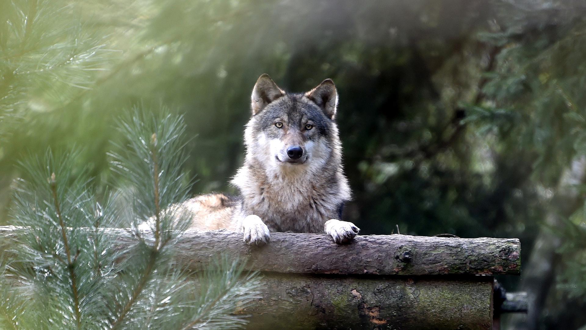 Ein Wolf blickt aus seinem Gehege im Wildpark Eekholt, Schleswig-Holstein, den Fotografen an. Ein Wolf blickt aus seinem Gehege im Wildpark Eekholt, Schleswig-Holstein, den Fotografen an.