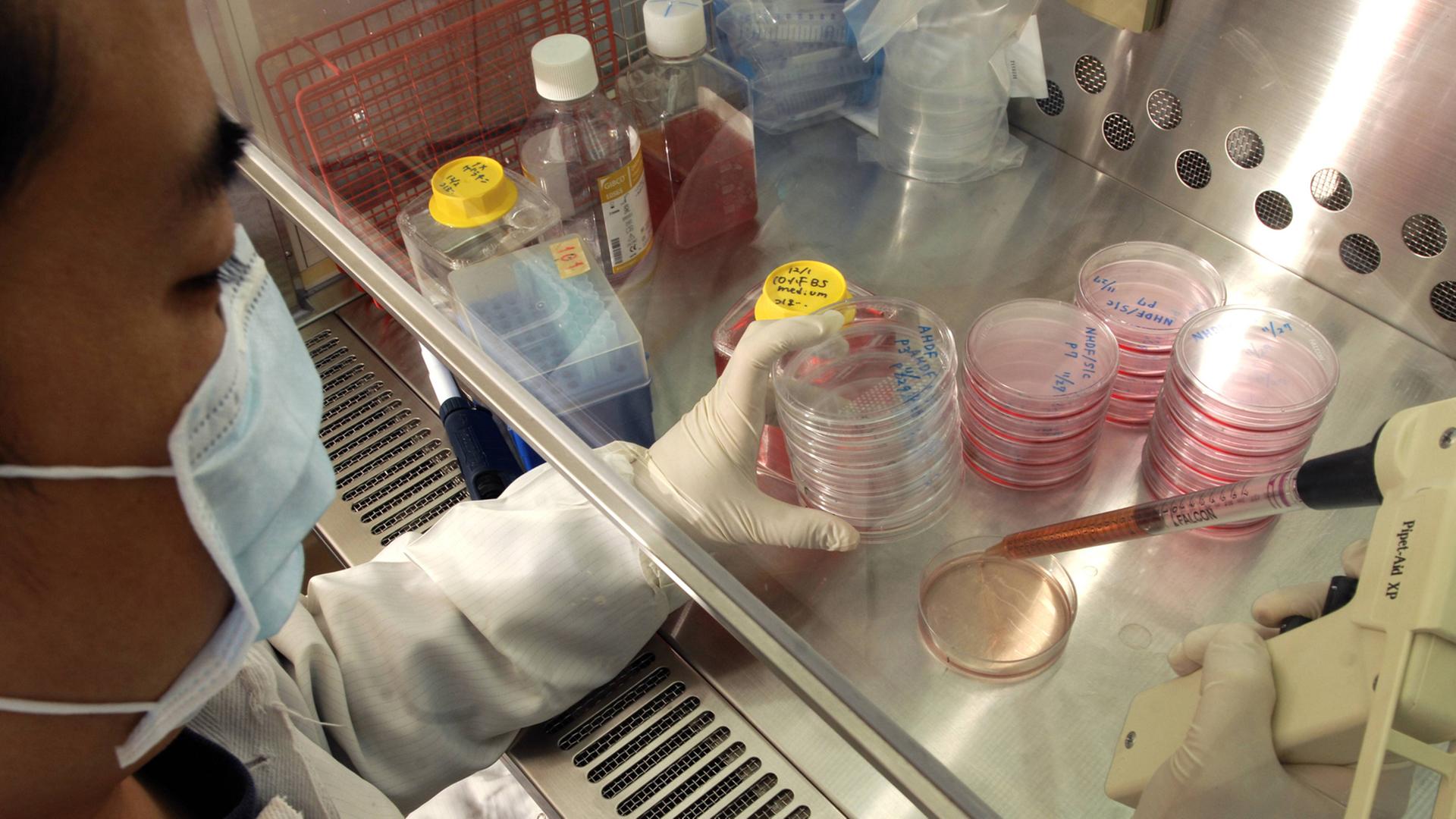 Ein Forscher befüllt in einem Labor Petrischalen mit Stammzellen.