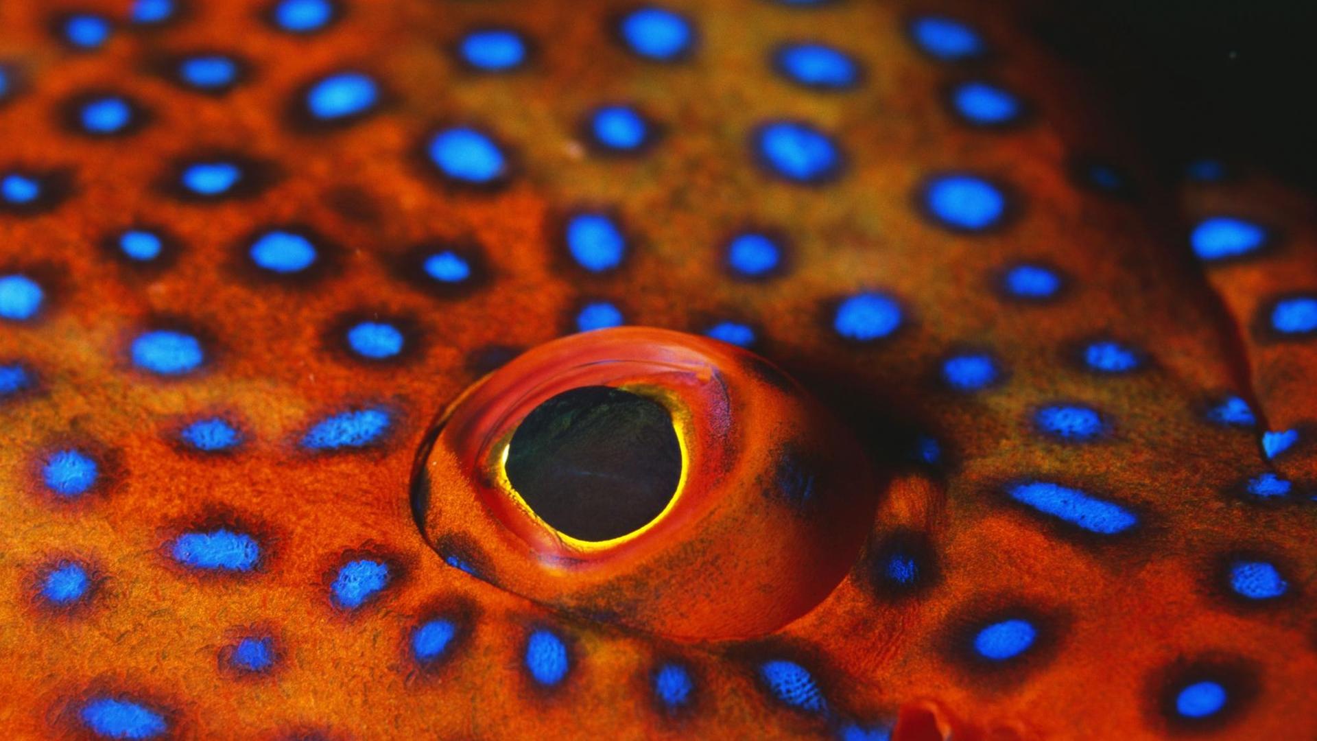 Eine Nahaufnahme zeigt das Auge des Juwelen-Zackenbarsches