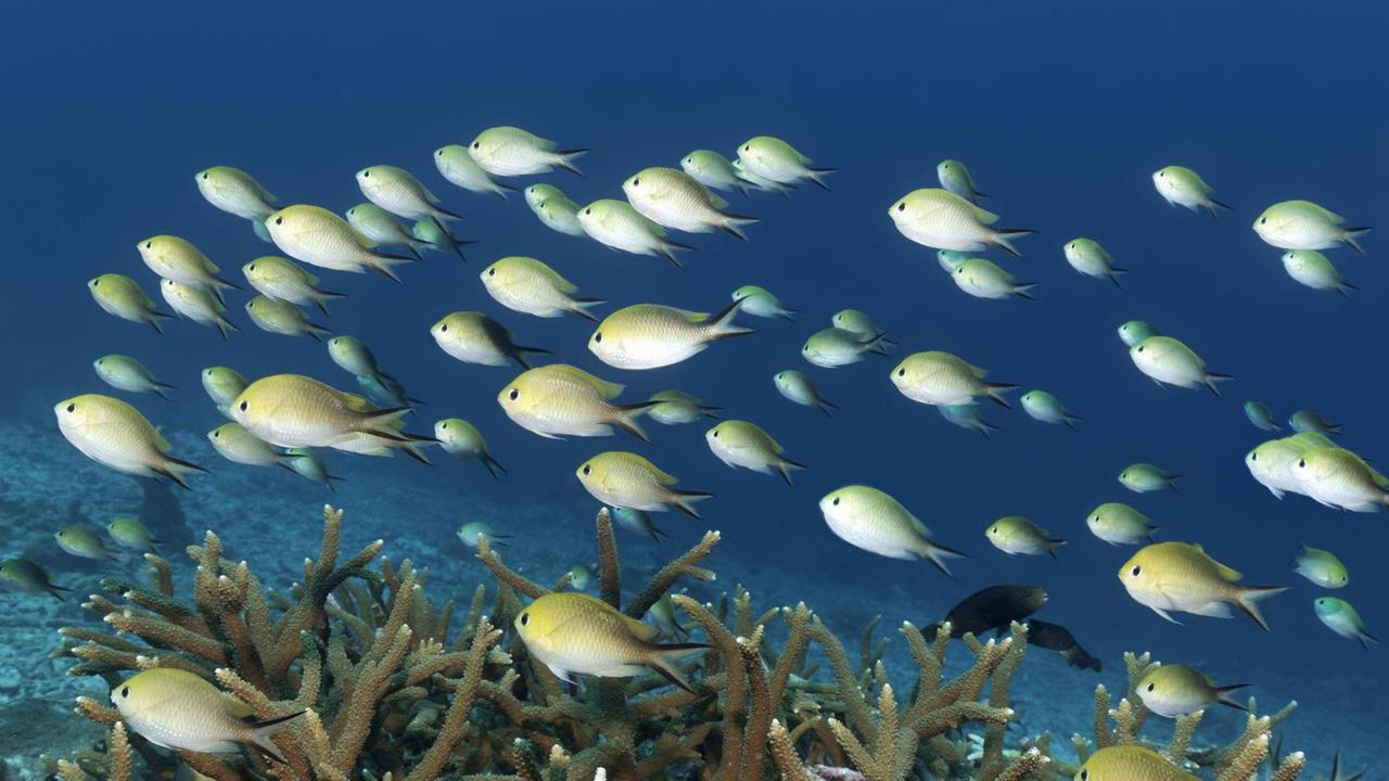 Ein Schwarm Schwalbenschwänze (Chromis amboinensis) im Indischen Ozean, Malediven. Ein Schwarm Schwalbenschwänze (Chromis amboinensis) im Indischen Ozean, Malediven.