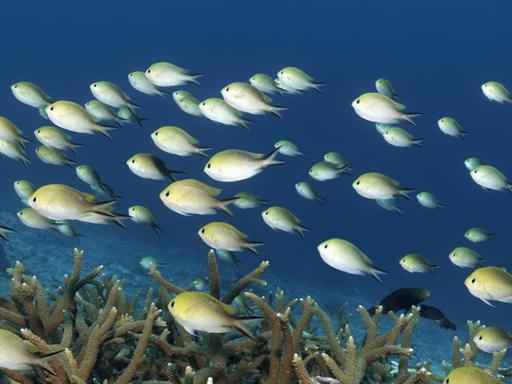 Ein Schwarm Schwalbenschwänze (Chromis amboinensis) im Indischen Ozean, Malediven.