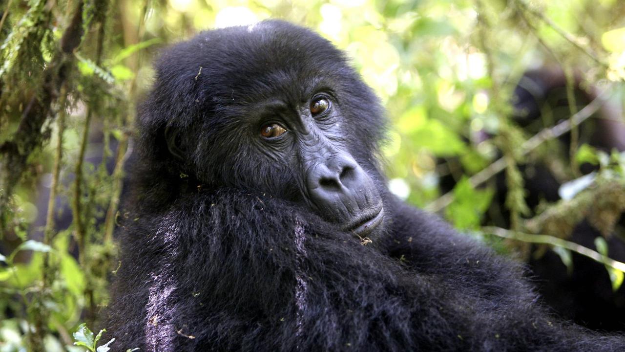 Berggorilla im Kahuzi-Biega-Nationalpark in der Demokratischen Republik Kongo. Berggorilla im Kahuzi-Biega-Nationalpark in der Demokratischen Republik Kongo.