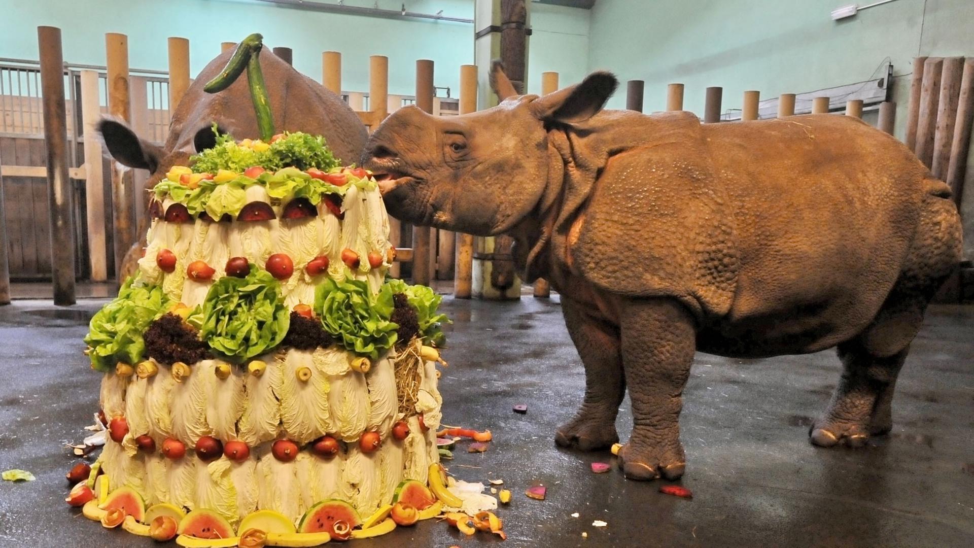 Was für eine tolle Rhinozeros-Spezial-Geburtstags-Torte. Was für eine tolle Rhinozeros-Spezial-Geburtstags-Torte.
