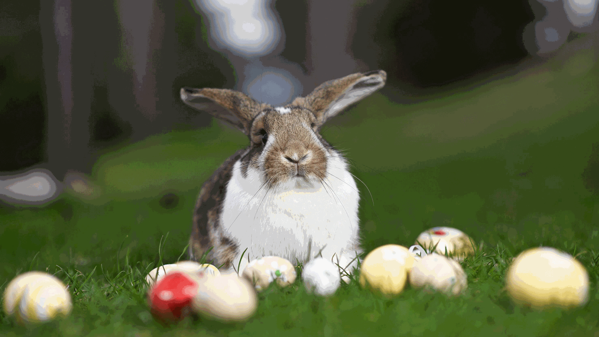 Ein Hase sitzt auf einer Wiese, vor ihm liegen angemalte Eier. In heidnischen Zeiten wurde seine Vermehrungsfreudigkeit geschätzt, heute ist er der Osterhase.