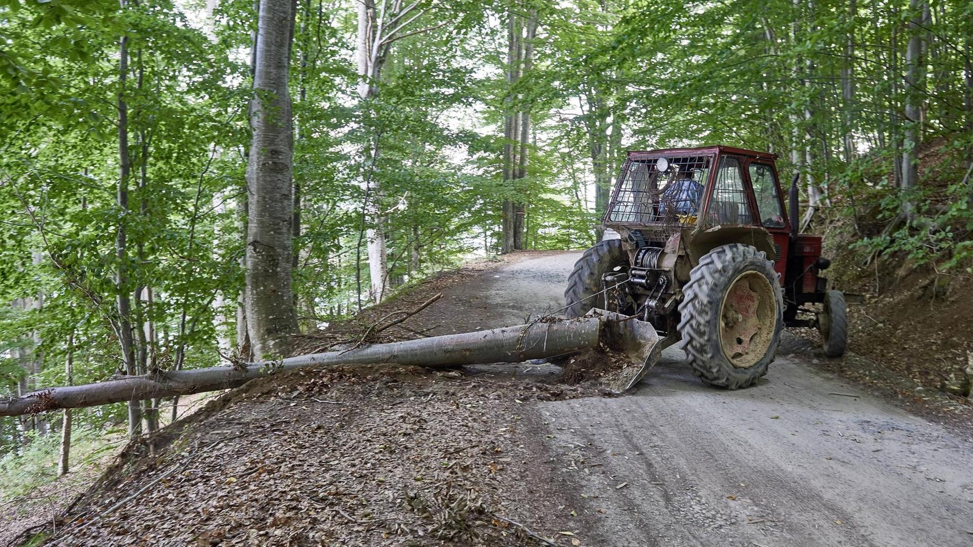 Wald in Rumänien. Ein Traktor zieht einen Baumstamm auf einen Weg.