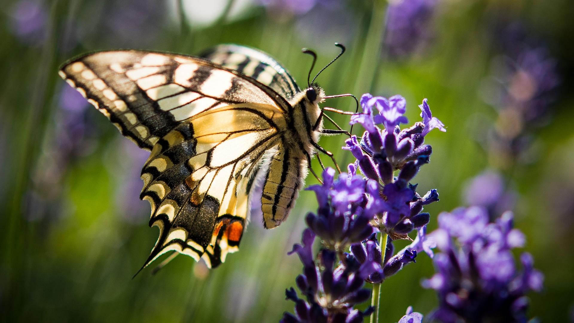 Schmetterling in Brandenburg Schmetterling in Brandenburg