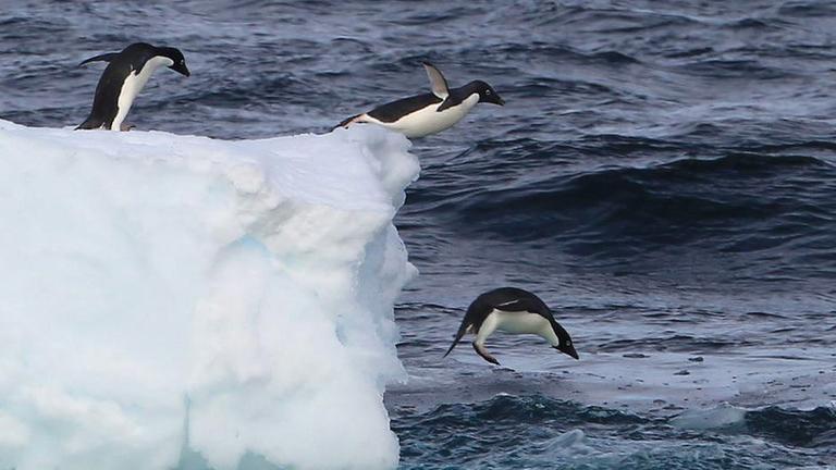 Pinguine in der Antarktis