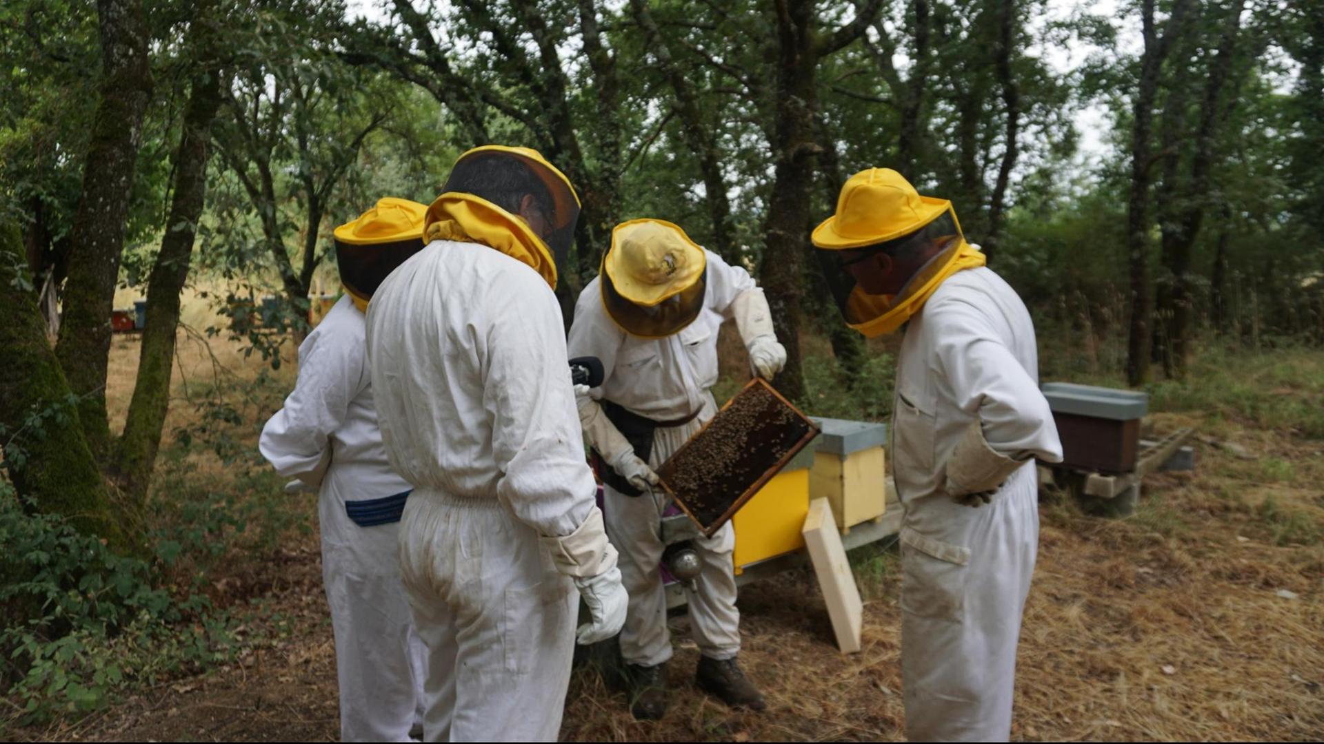 Mehrere Männer in Imkeranzugen und gelben Imkerhüten betrachten eine mit Waben gefülltes Brett aus einem Bienenkasten.