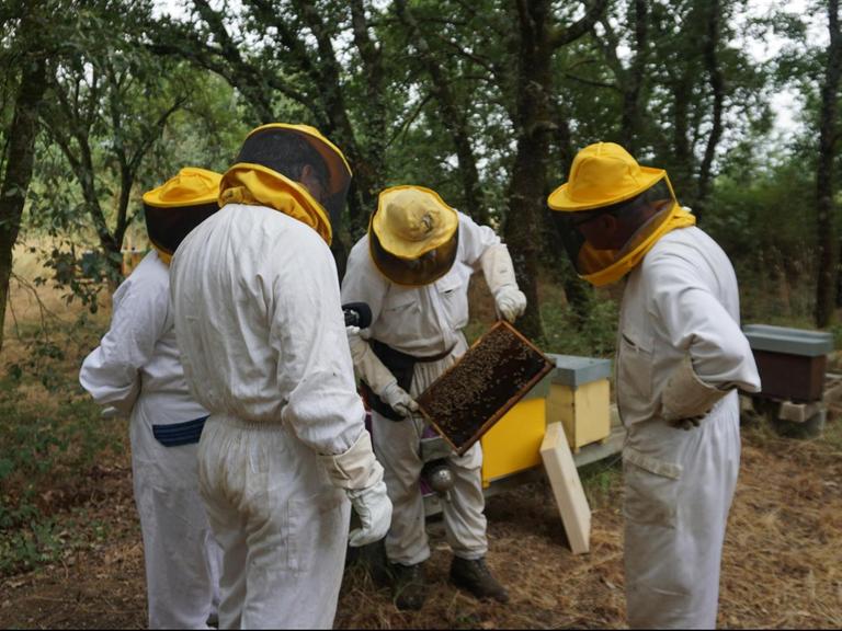 Mehrere Männer in Imkeranzugen und gelben Imkerhüten betrachten eine mit Waben gefülltes Brett aus einem Bienenkasten.
