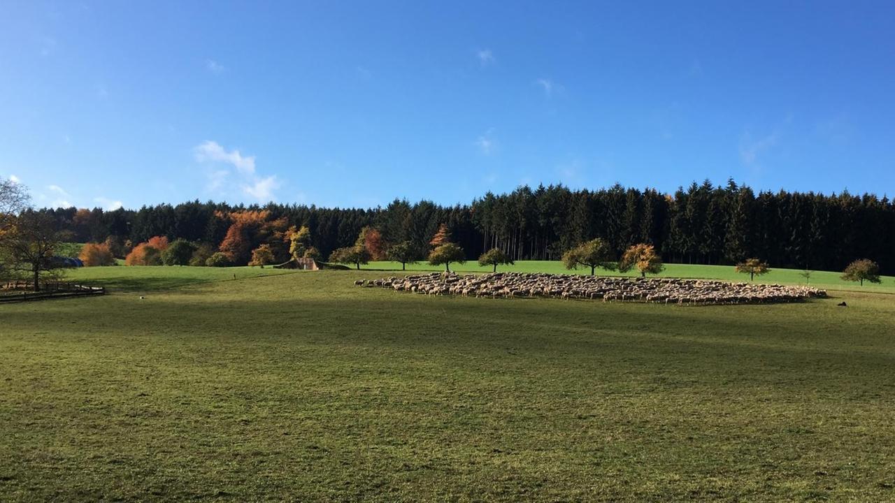 Eine Schafsherde auf einer großen grünen Wiese bei Oberzent, im Hintergrund Wald, der Himmel ist blau, die Sonne scheint. Eine Schafsherde auf einer großen grünen Wiese bei Oberzent, im Hintergrund Wald, der Himmel ist blau, die Sonne scheint.