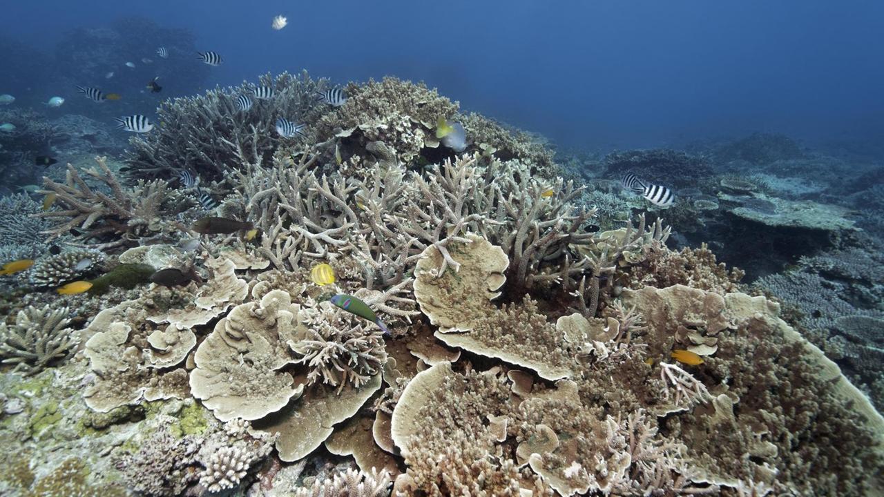 Graue Korallen mit wenigen bunten Fischen Graue Korallen mit wenigen bunten Fischen