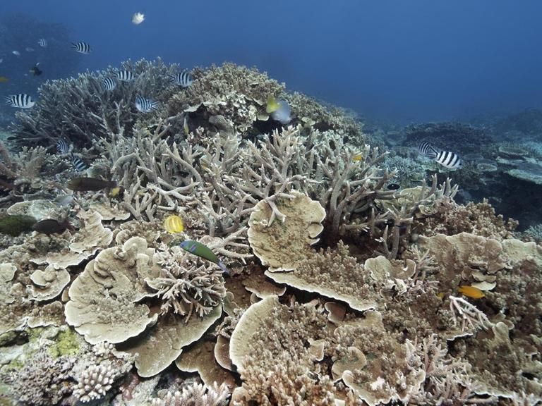 Graue Korallen mit wenigen bunten Fischen