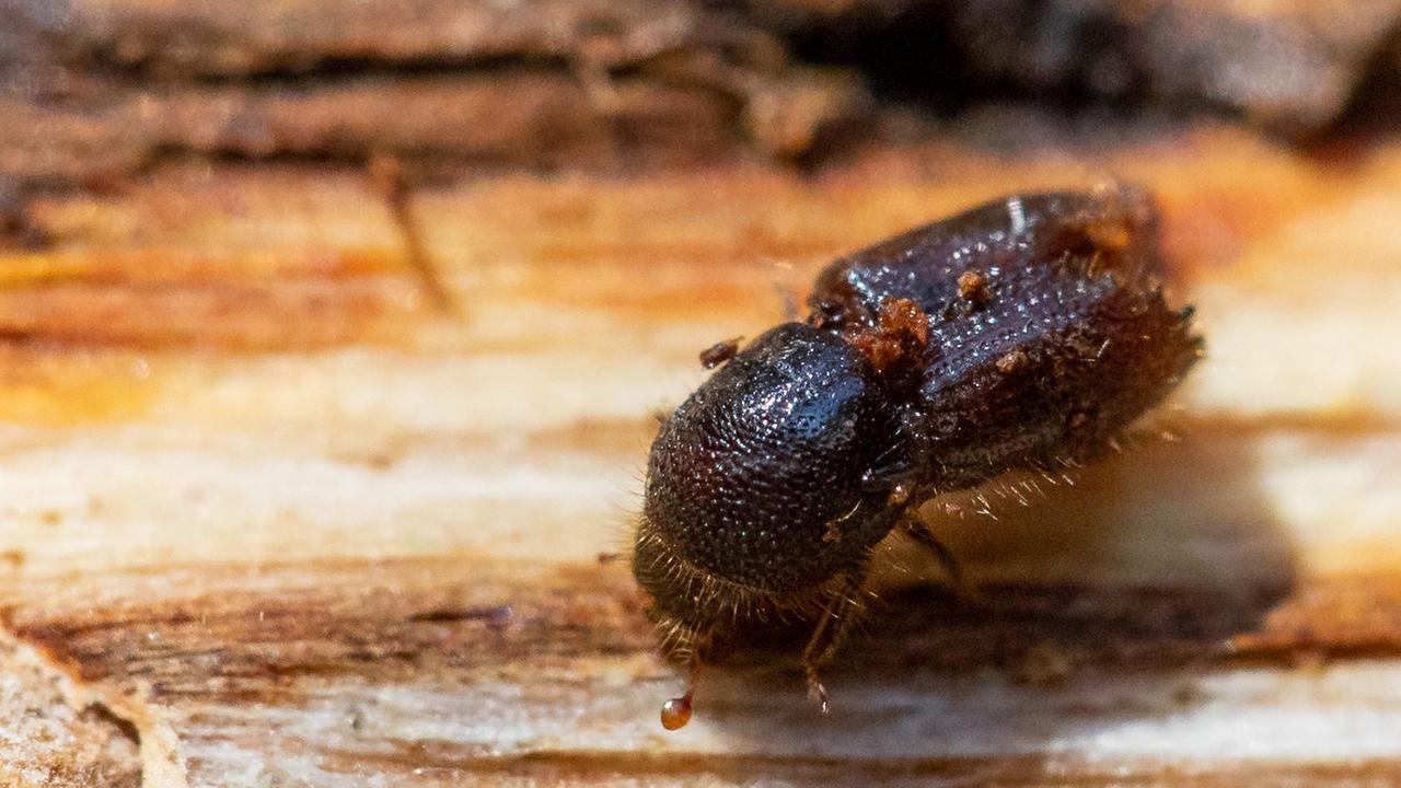 Ein Borkenkäfer Ein Borkenkäfer