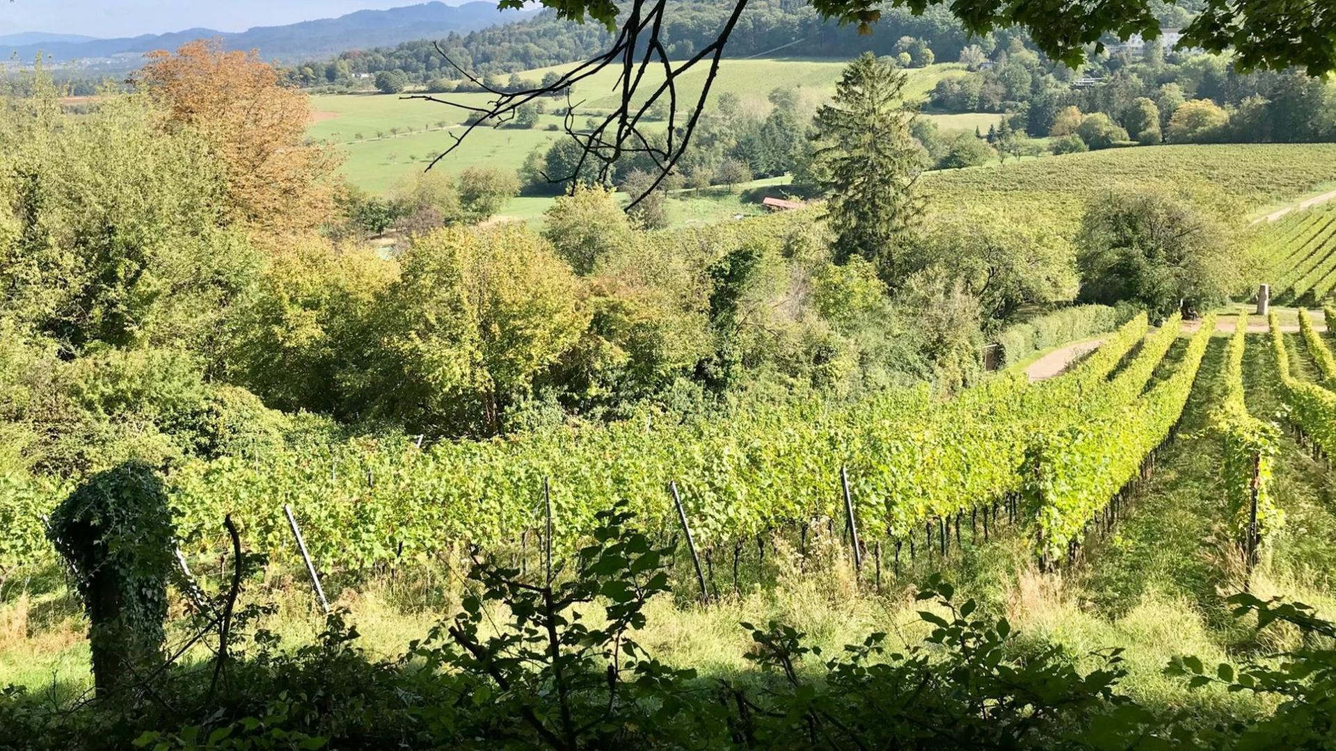 Weinreben in Reih und Glied sowie Obstbäume in saftig-grüner Hügellandschaft Weinreben in Reih und Glied sowie Obstbäume in saftig-grüner Hügellandschaft