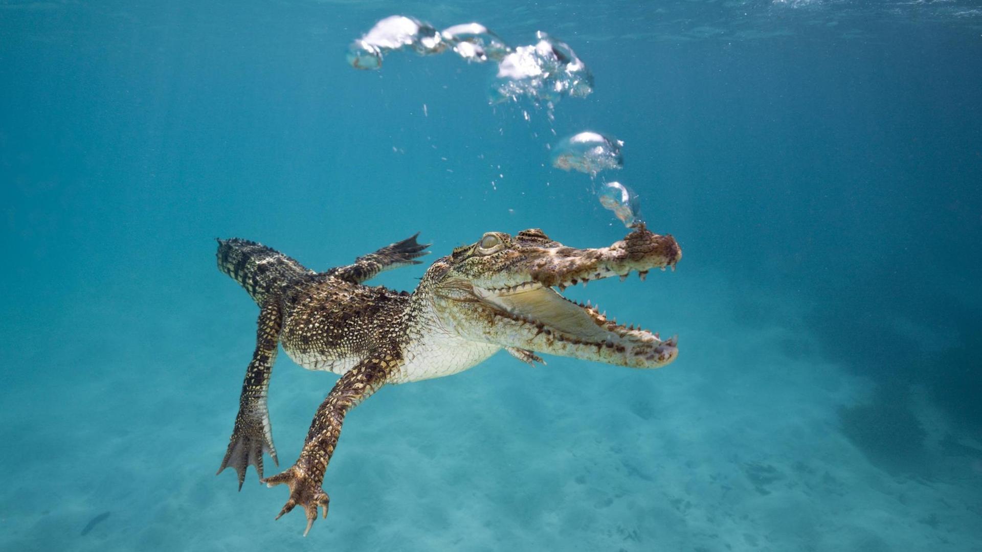 Wie Lange Können Krokodile Unter Wasser Bleiben www.deutschlandfunk.de